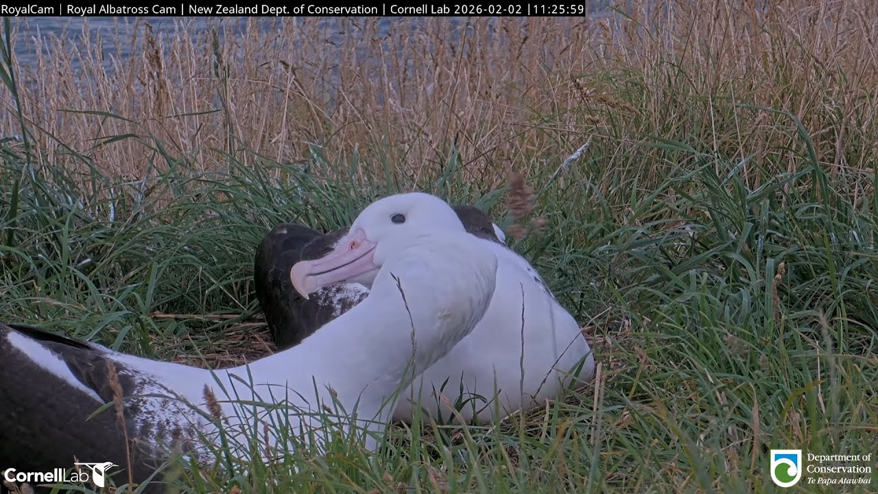 26.02.02 Royal Albatross Cam - WYL回來，短暫休息後交接 WYL Returns — A Midday Changeover After Brief Preening