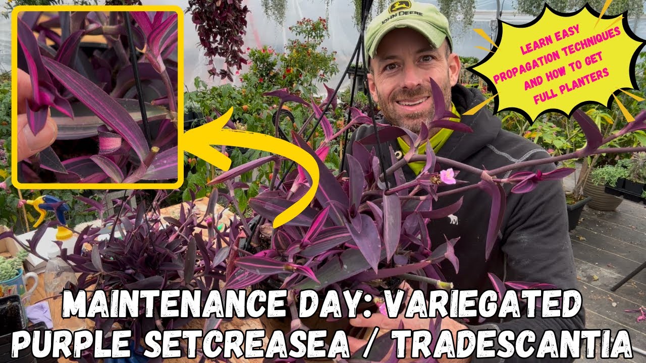 Variegated Purple Setcreasea..Tradescantia..Wandering Dude.  How to Get Healthy Full Plants.