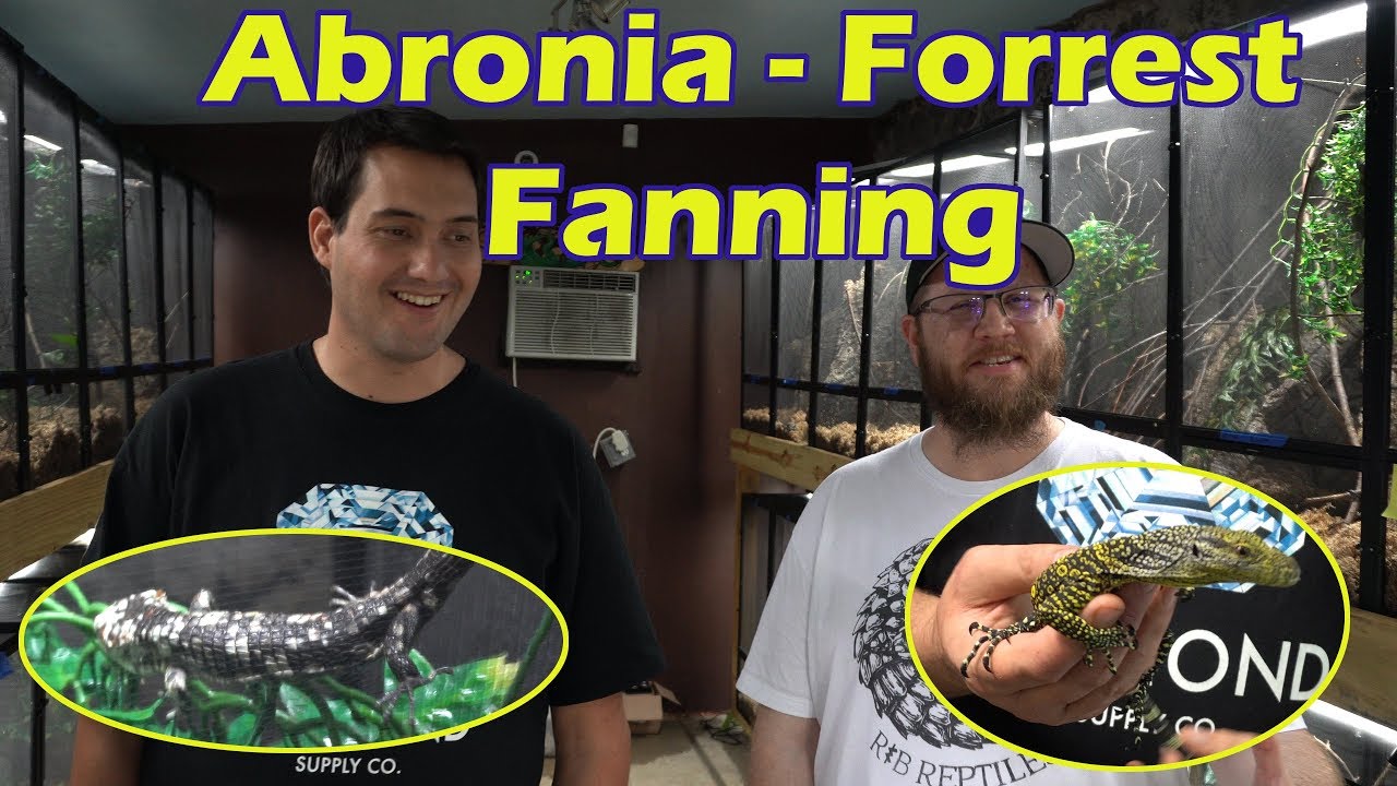 Forrest Fanning Explains Abronia and Shows Us His Croc Monitor!