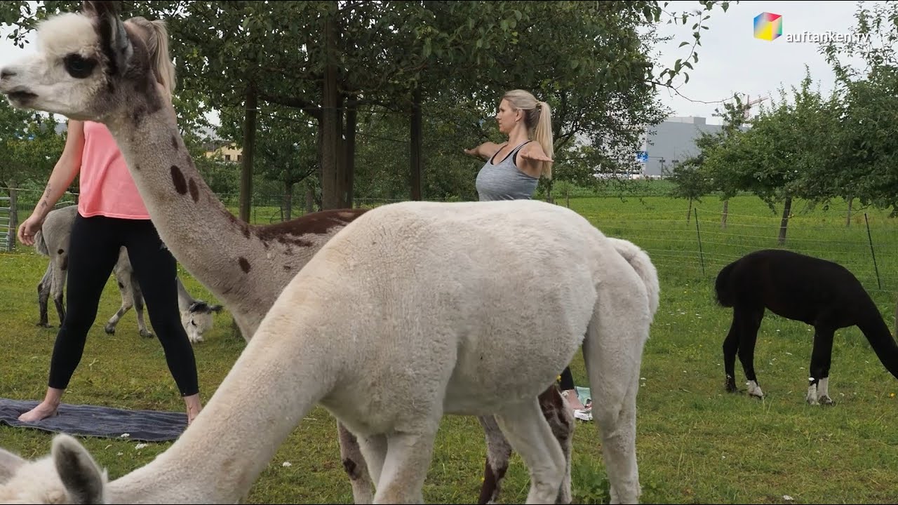 Swiss-News - Alpaka Yoga