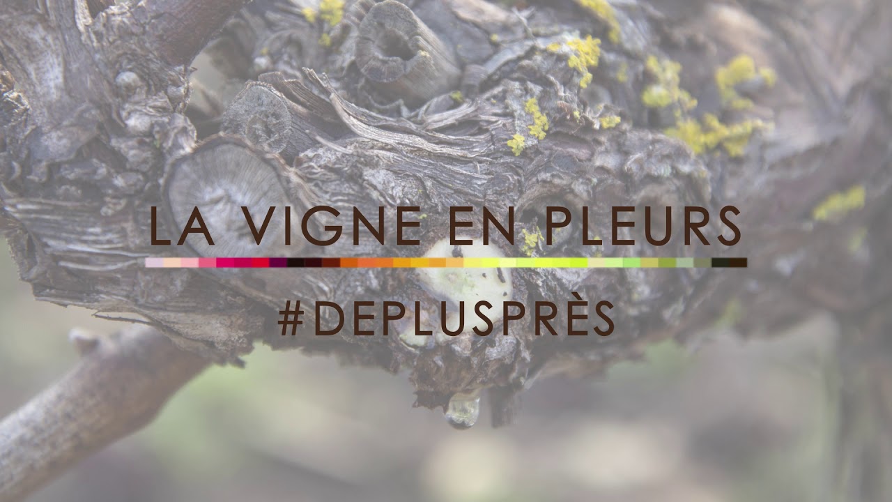 Vigne en Pleurs