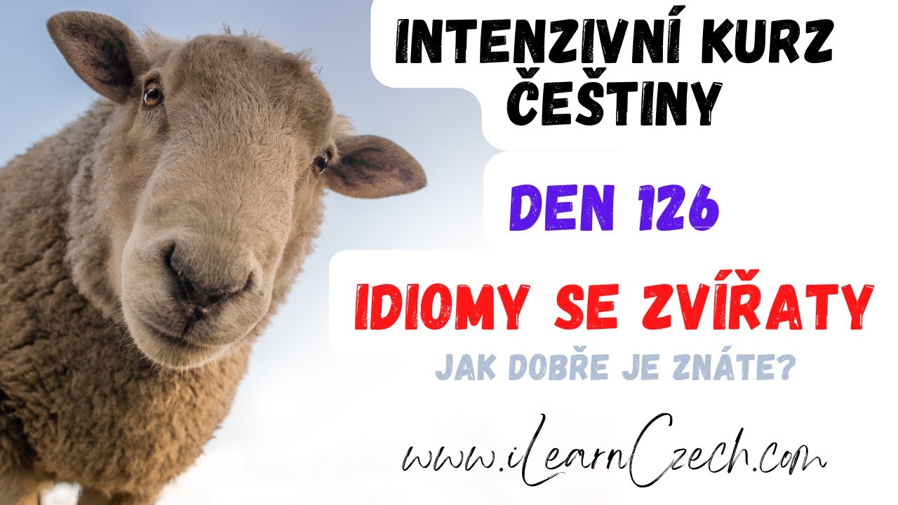 Курс чешского 126: Вы знаете идиомы с животными?