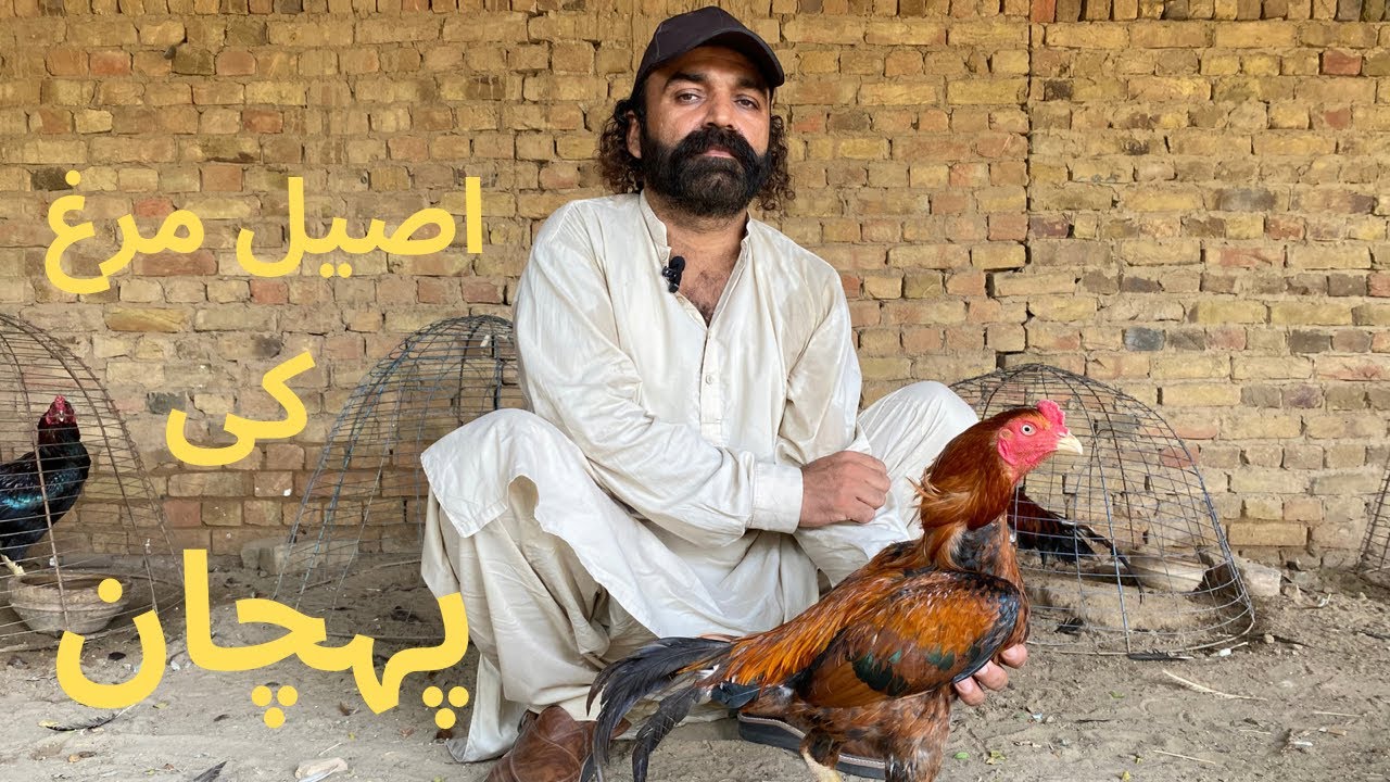 Difference Between Rooster And Breeder