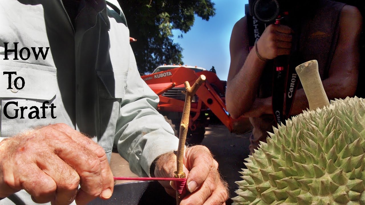 How to Graft Durian Hypocotyl Tutorial