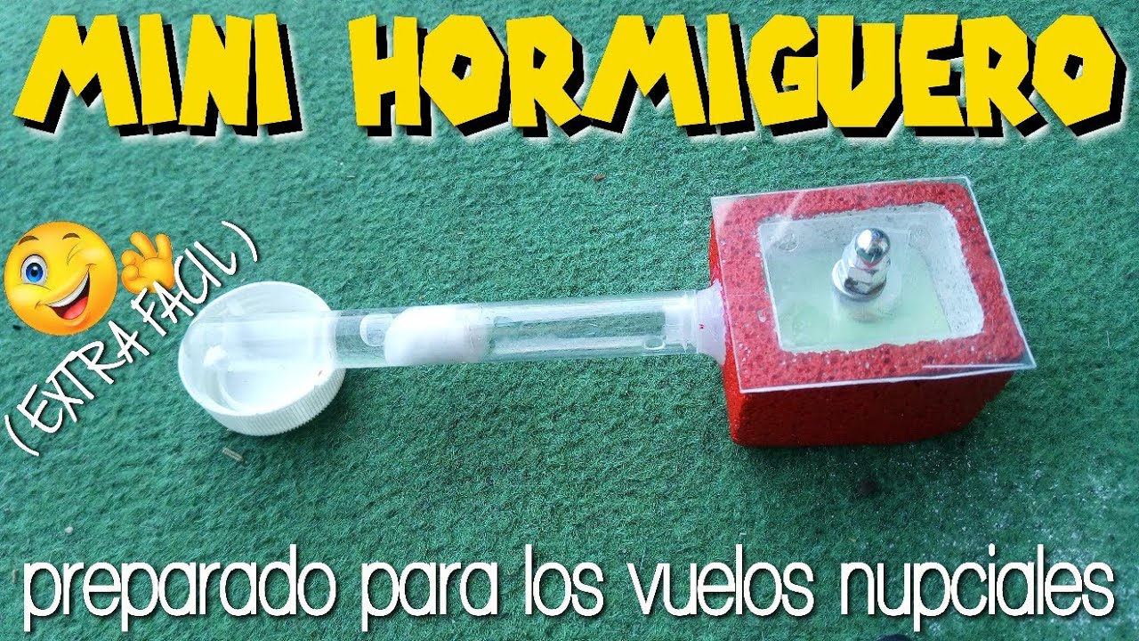 HORMIGUERO CASERO MUY FACIL Ytong Reinas y pequeñas colonias de hormigas Ideal para vuelos nupciales