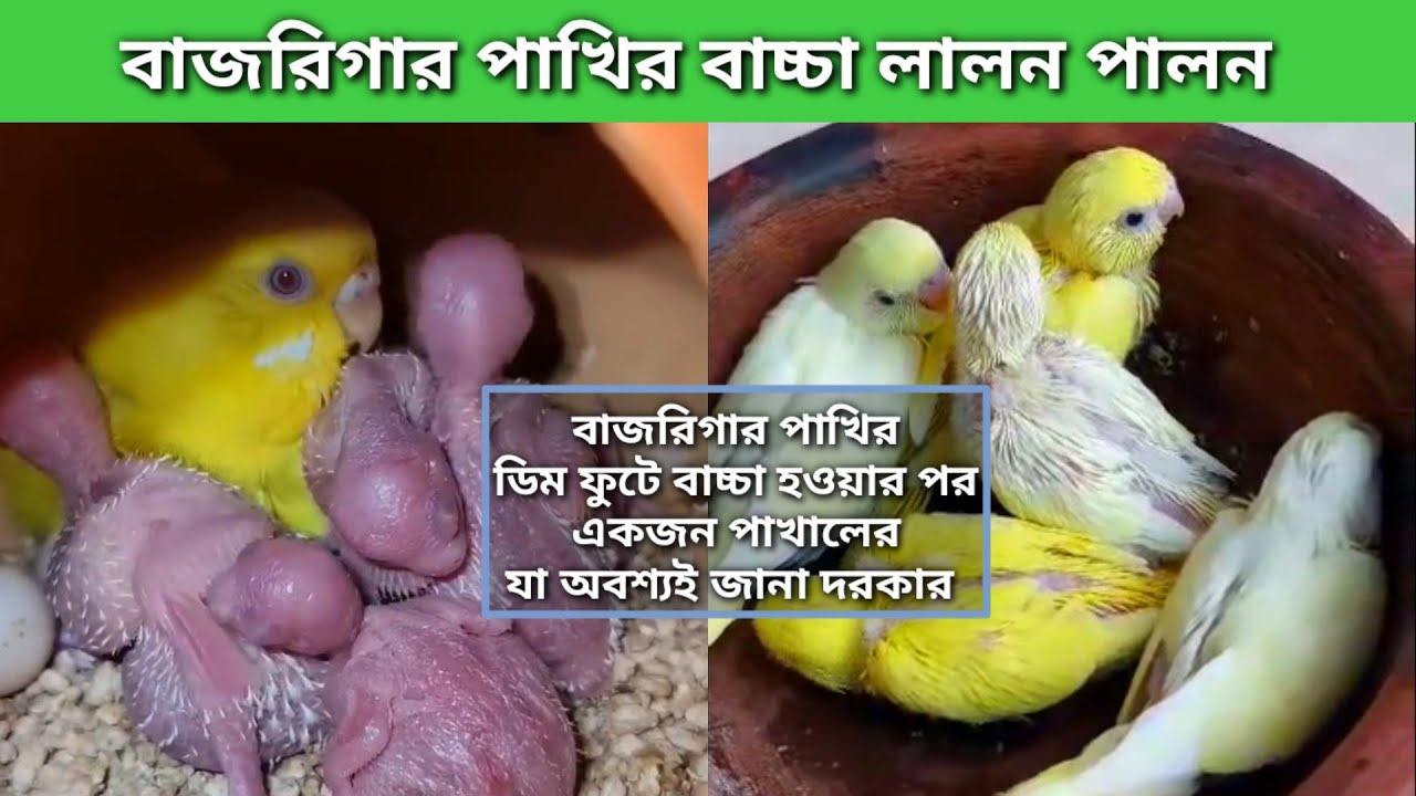 বাজরিগার পাখির ডিম ফুটে বাচ্চা হলে যা অবশ্যই জানা দরকার | পাখির বাচ্চা পালন পদ্ধতি, Baby Budgie Care