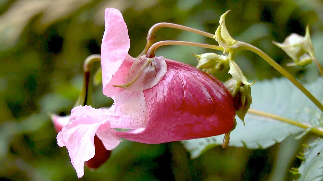 Drüsiges Springkraut - Wuchs-Herkunft-Verbreitung