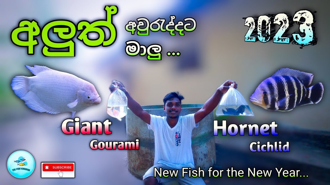 කාලෙකින් පෙන්නපු නැති ටැංකියට ජයන්ට් ගුරාමි සහ හොනට් සික්ලිඩ් මාලු | New Fish For the New Year 🐟