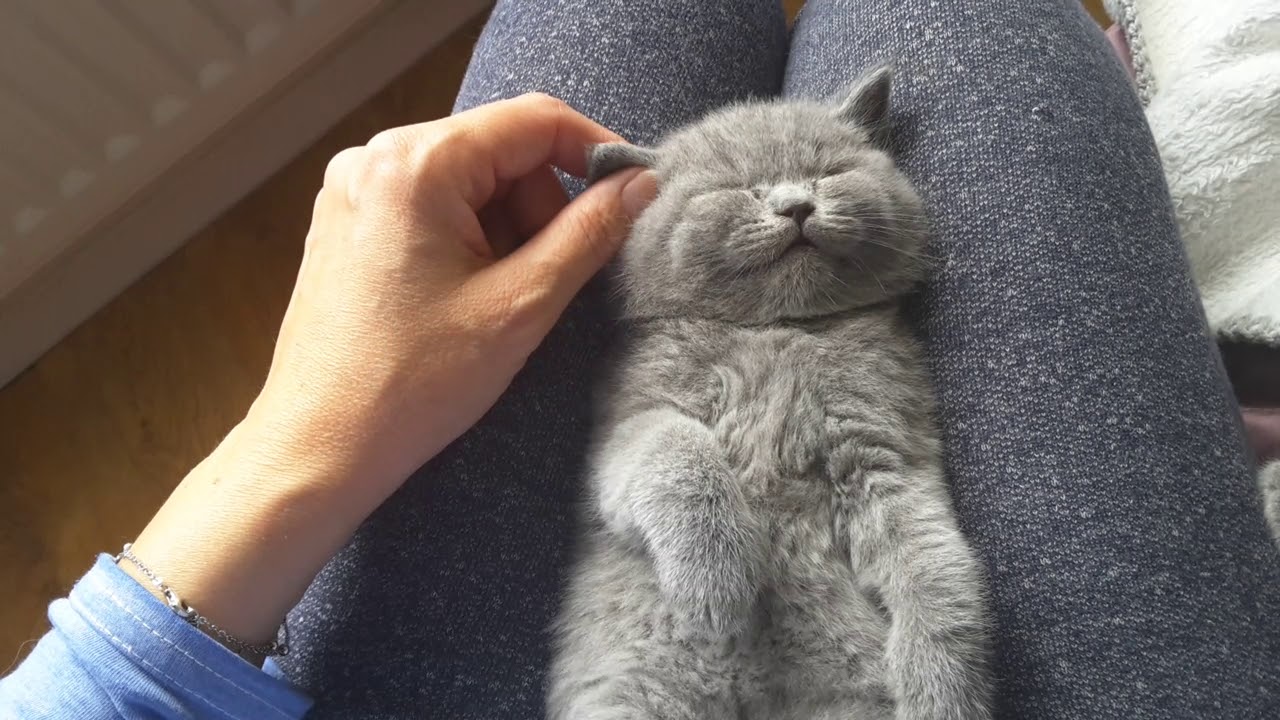 British Shorthair.  Jeremy & Juno - brothers* Calmcat cattery British Shorthair
