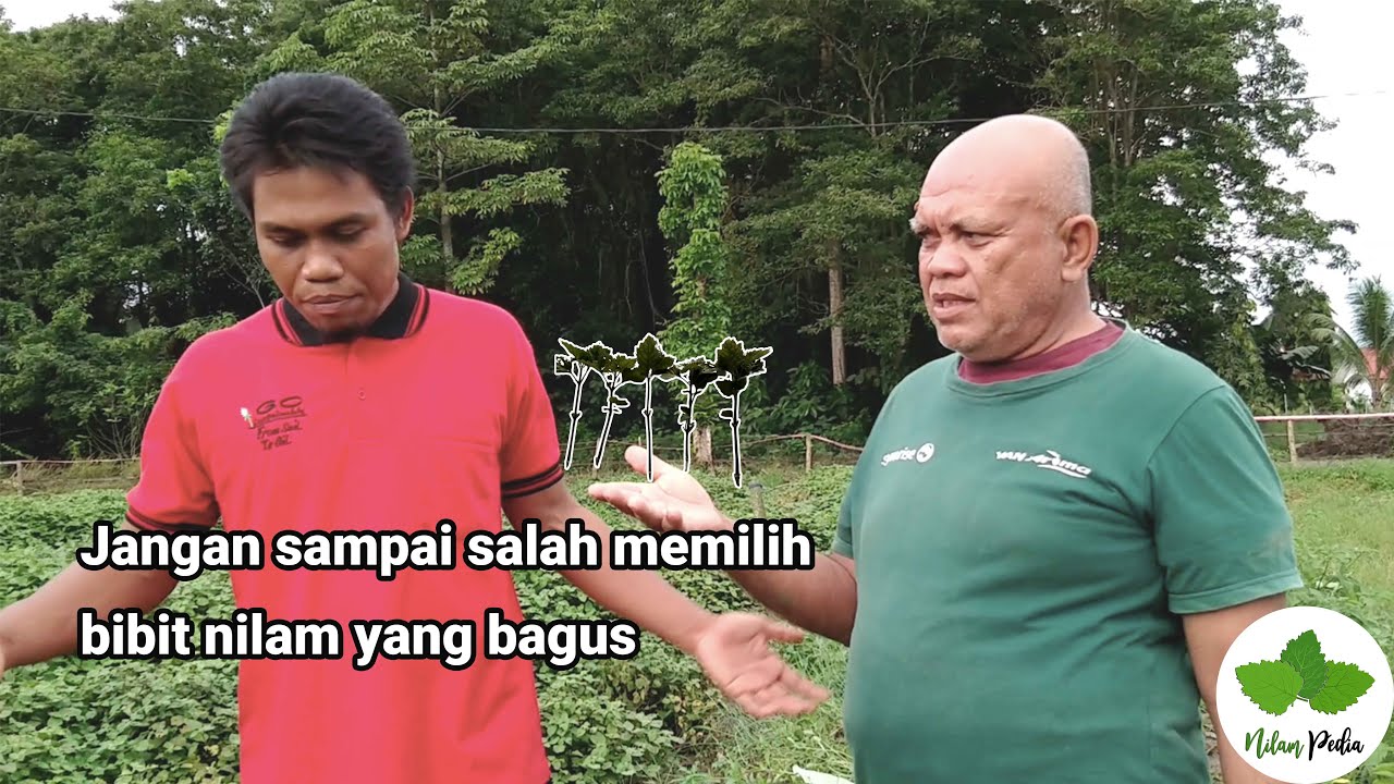 1. Tips memilih bibit Nilam