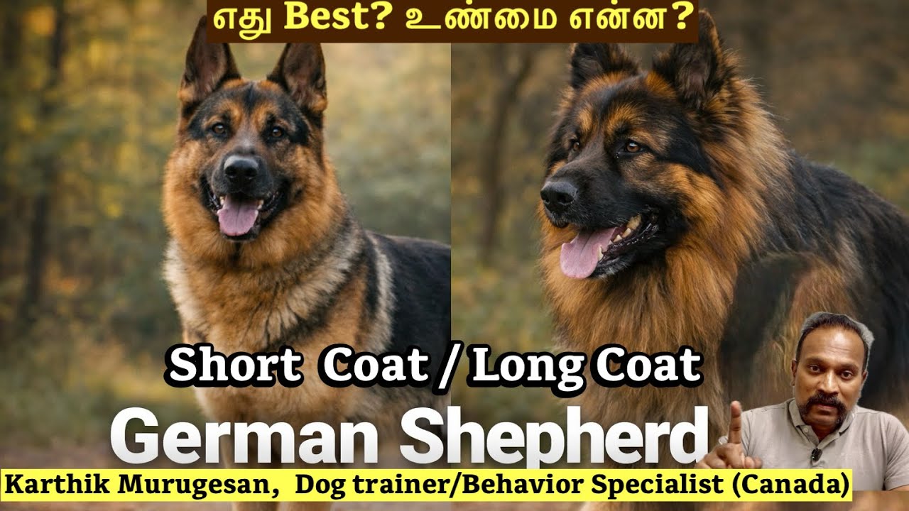 German Shepherd Long Coat Myth Exposed | Short Coat vs Long Coat Truth