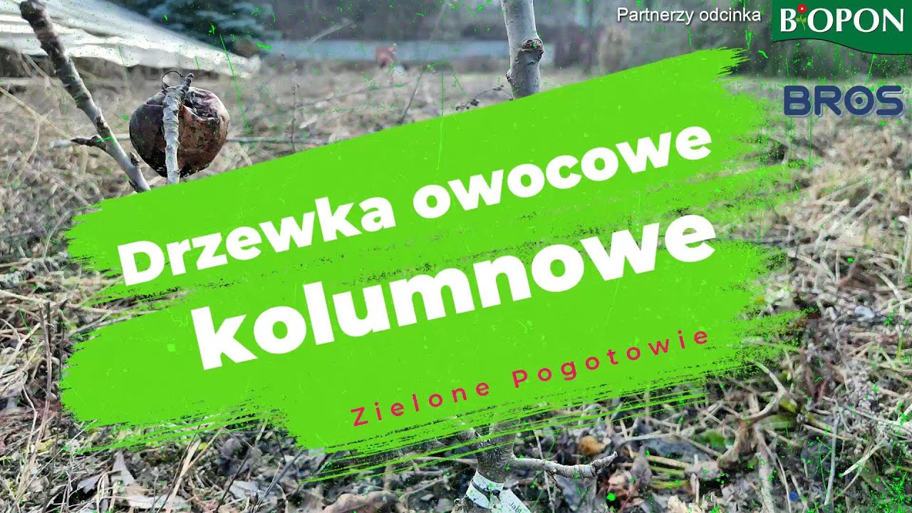 Cięcie i pielęgnacja drzewek kolumnowych