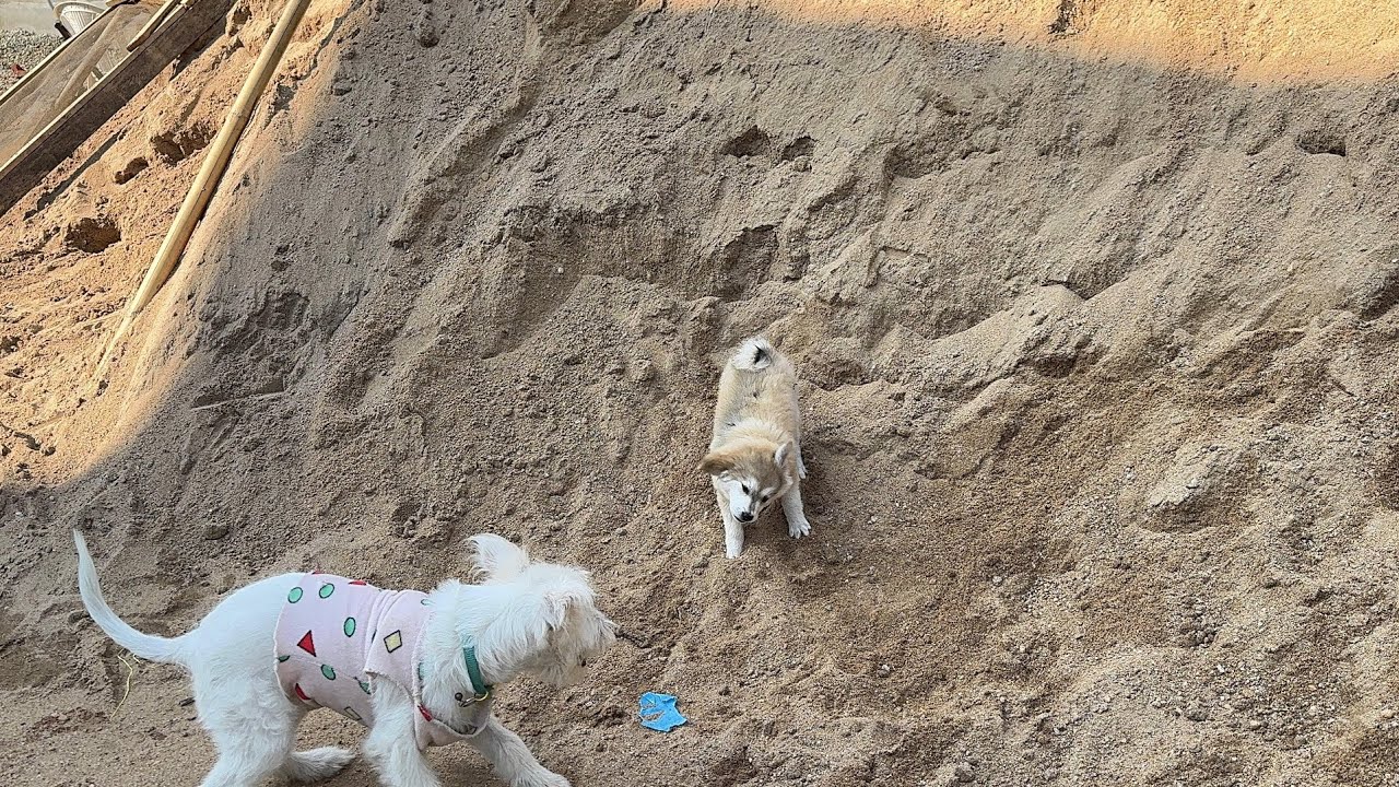 Two Puppies Having the Time of Their Lives on Sand #viralvideo #cute #puppy