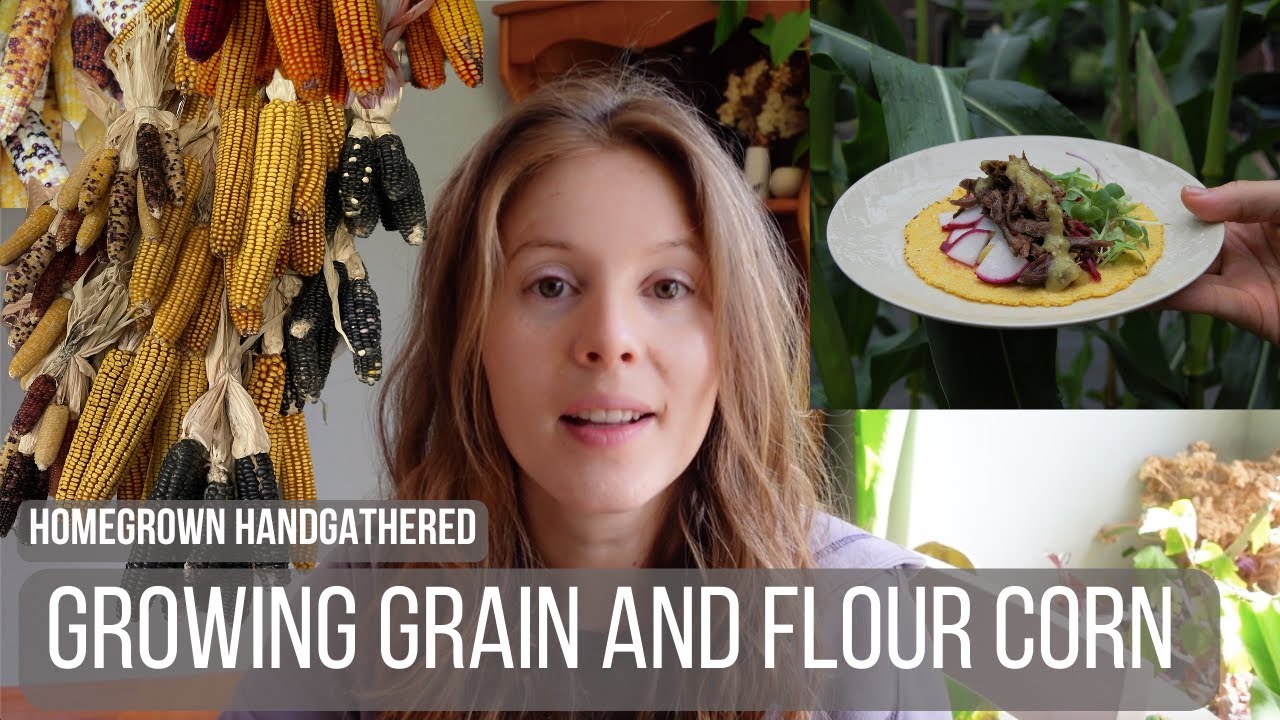 Growing Grain and Flour Corn (Planting to Harvest)