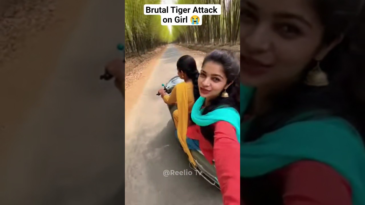 Dangerous Tiger Attack Girl in Scooty 😭 #tiger #attack #picnic #ai #sora #aivideo #viral #wildlife
