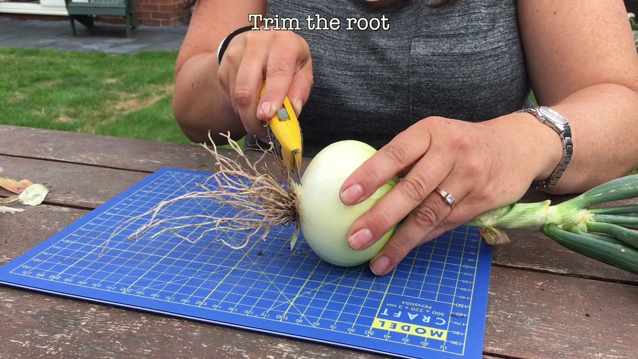 How to prepare Onions for a vegetable show