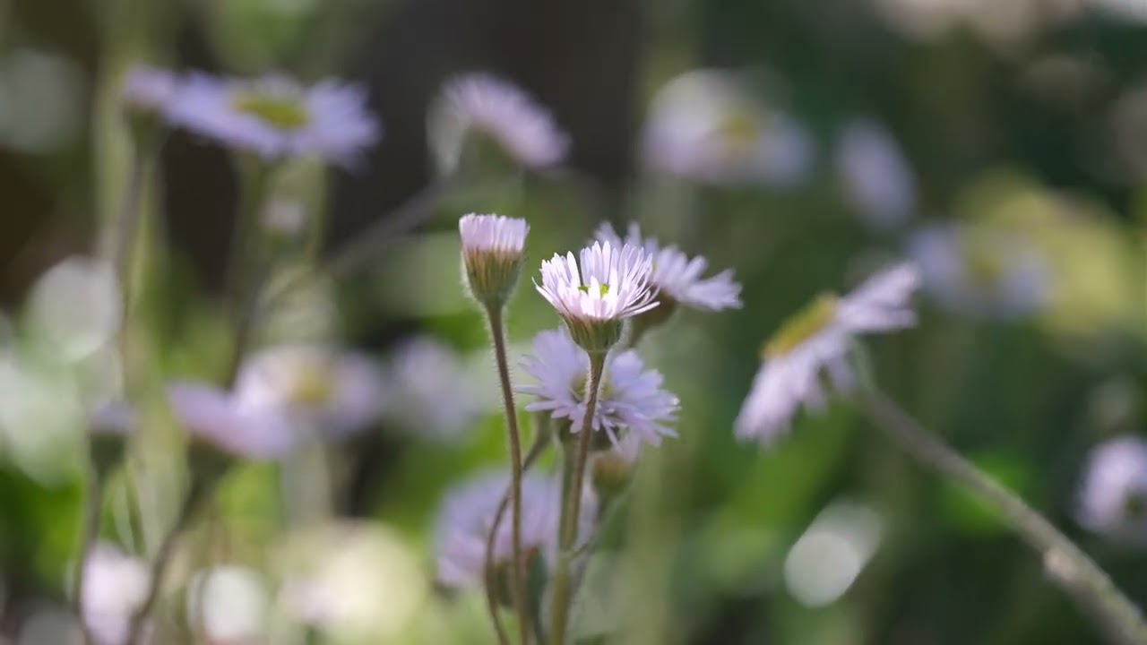 Erigeron pulchellus var. pulchellus 'Lynnhaven Carpet' | Robin's plantain