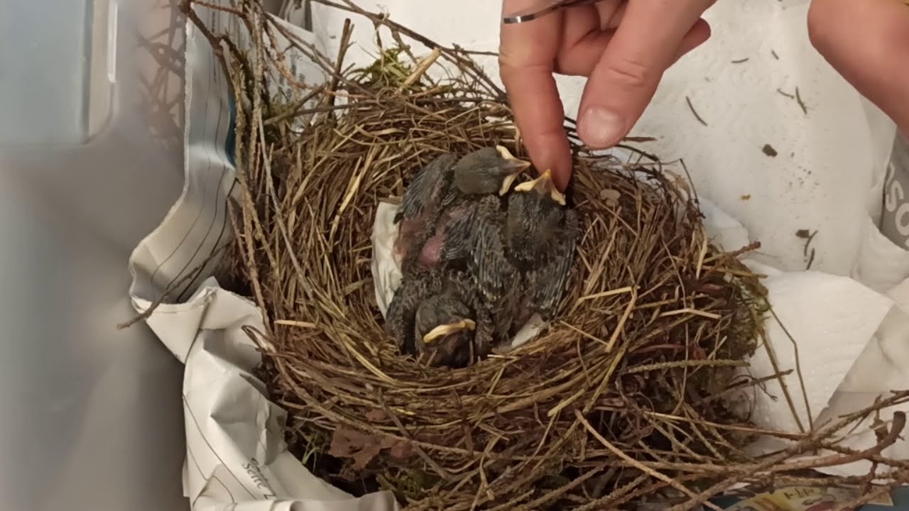 Fütterung kleiner Amseln - mit Erklärung zum Futter - Amselvideo 2