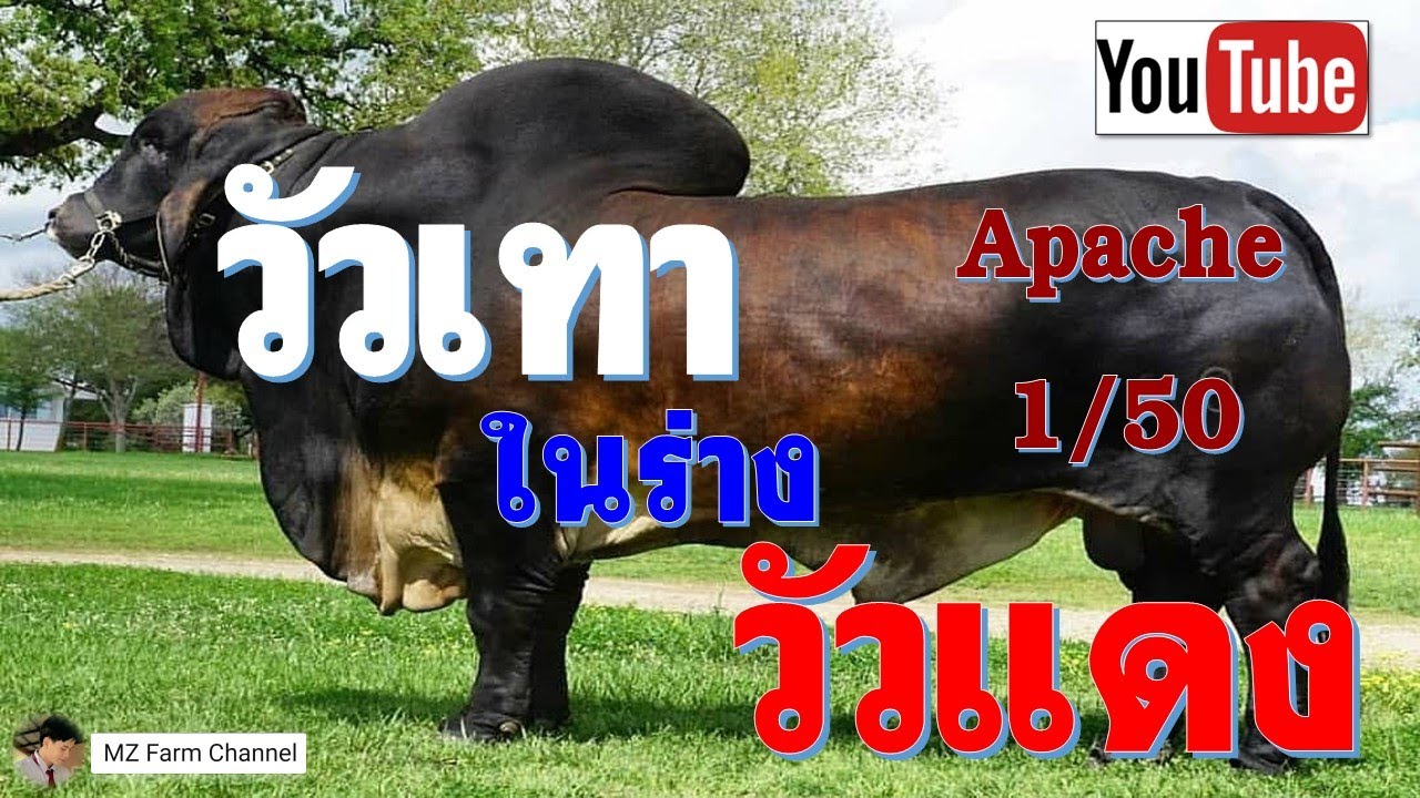 วัวเทา ในร่าง วัวแดง +VL Rojo Apache 1/50 พ่อพันธุ์ (ระดับโลก) วัวอเมริกันบราห์มัน น้ำเชื้อนำเข้า