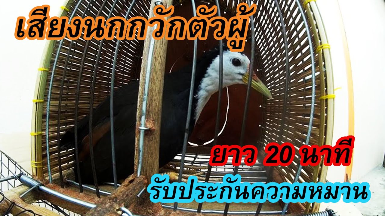 เสียงนกกวัก ตัวผู้ ยาว 20 นาที รับประกันความหมาน
