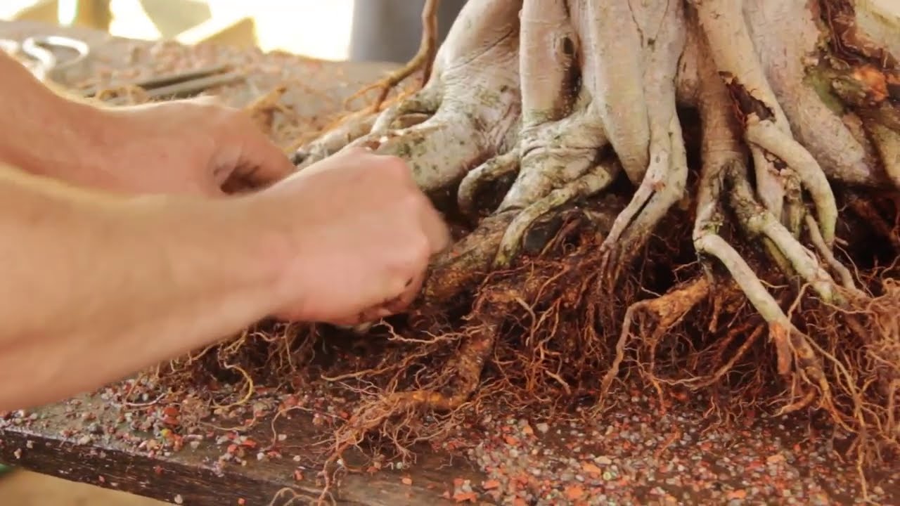 Técnicas avançadas Fícus Microcarpa/ parte 2