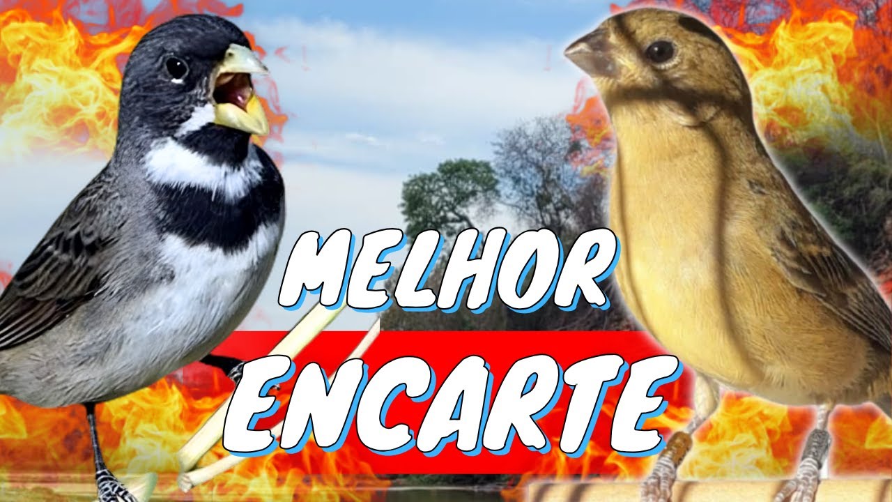 CANTO DO COLEIRO TUI TUI PARA ENCARTE DE COLEIRO E ESQUENTAR COLEIRO COM FEMEA CHAMANDO
