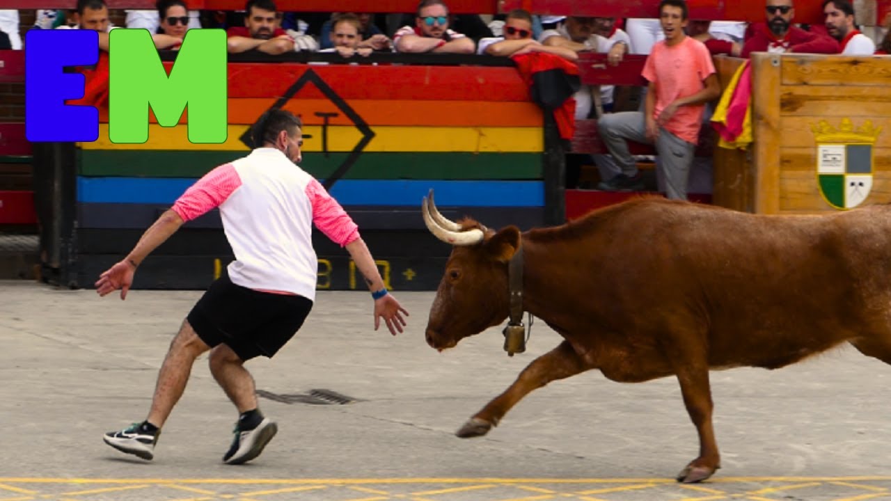 Bravura de las vacas Eulogias en Marcilla