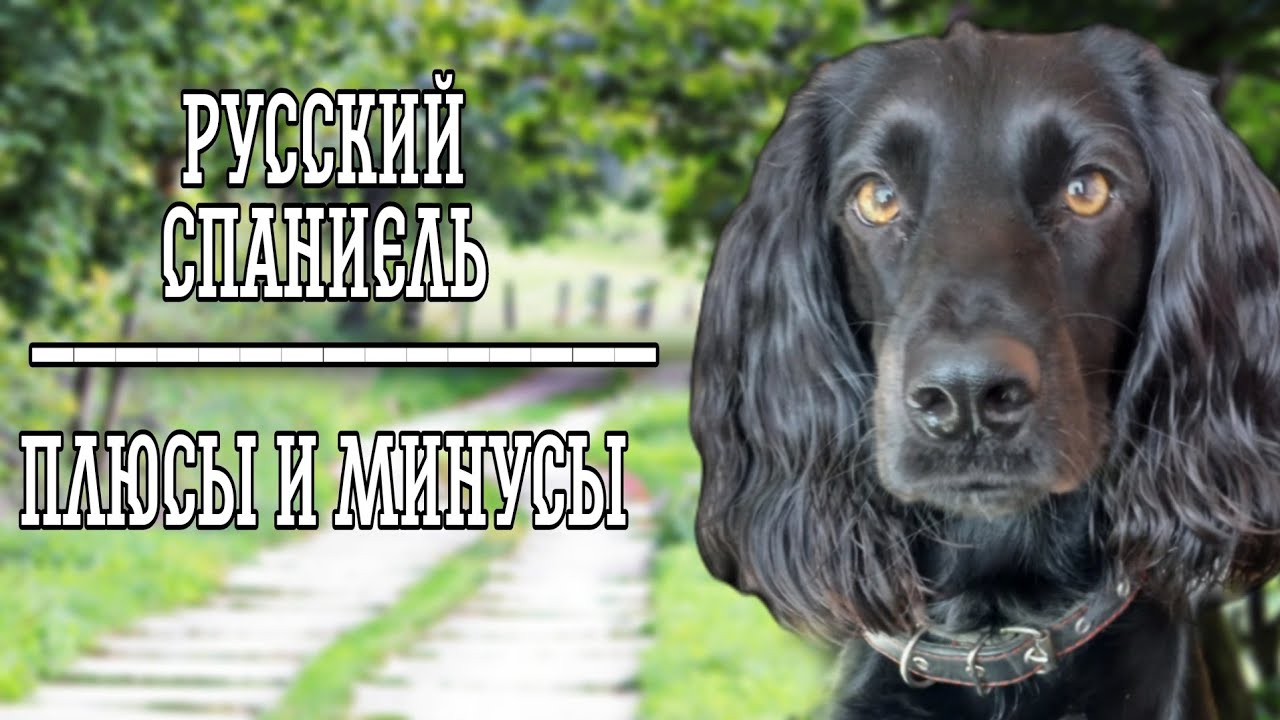 Русский охотничий спаниель плюсы и минусы