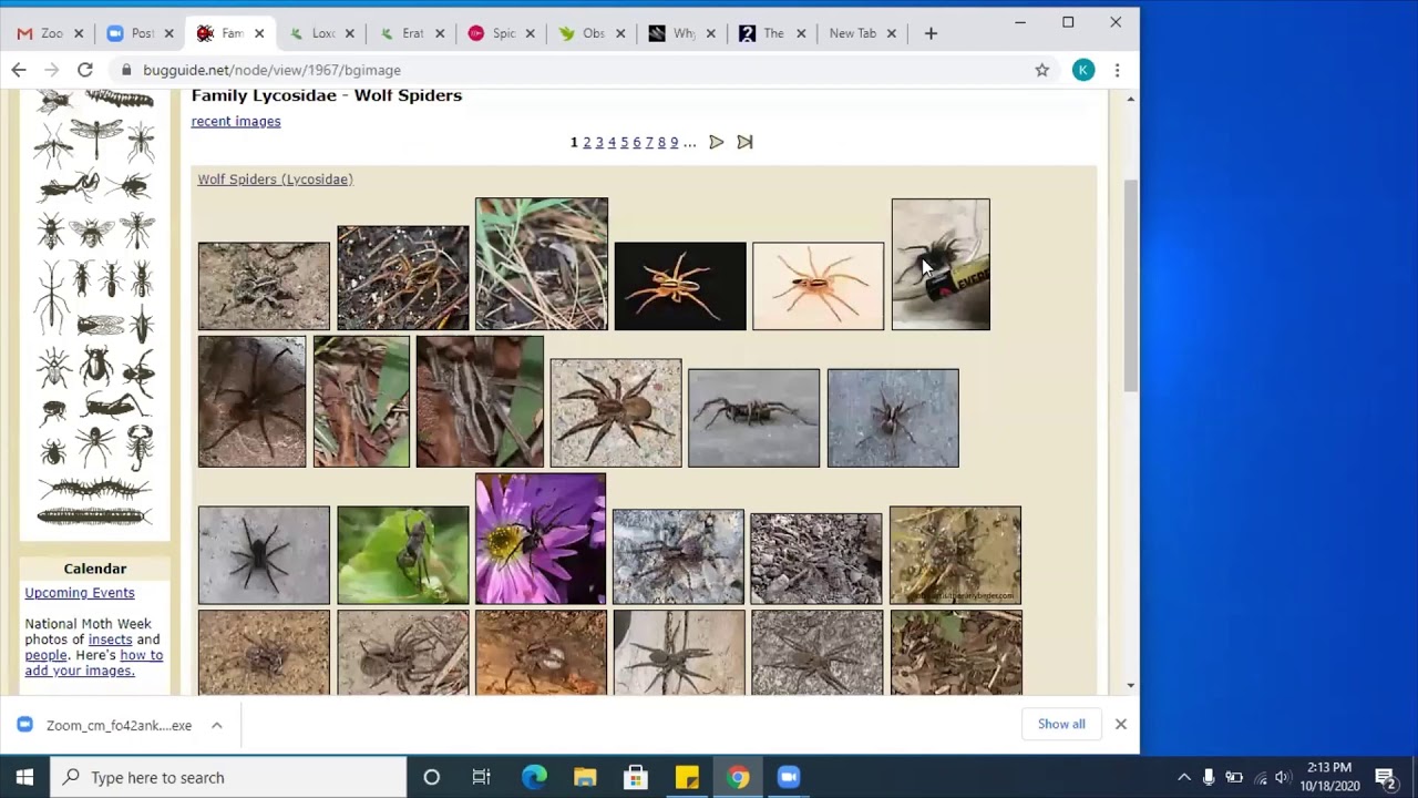 Spiders of Alaska by Keith Burgess