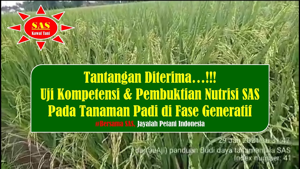 TANTANGAN PEMBUKTIAN & UJI KEUNGGULAN NUTRISI SAS PADA FASE GENERATIF TANAMAN PADI