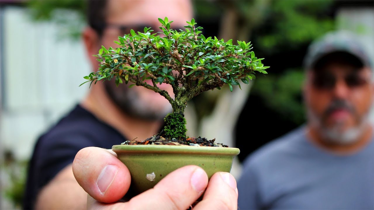 Viveiro de Bonsai Alexandre Chow - Vamos Visitar!