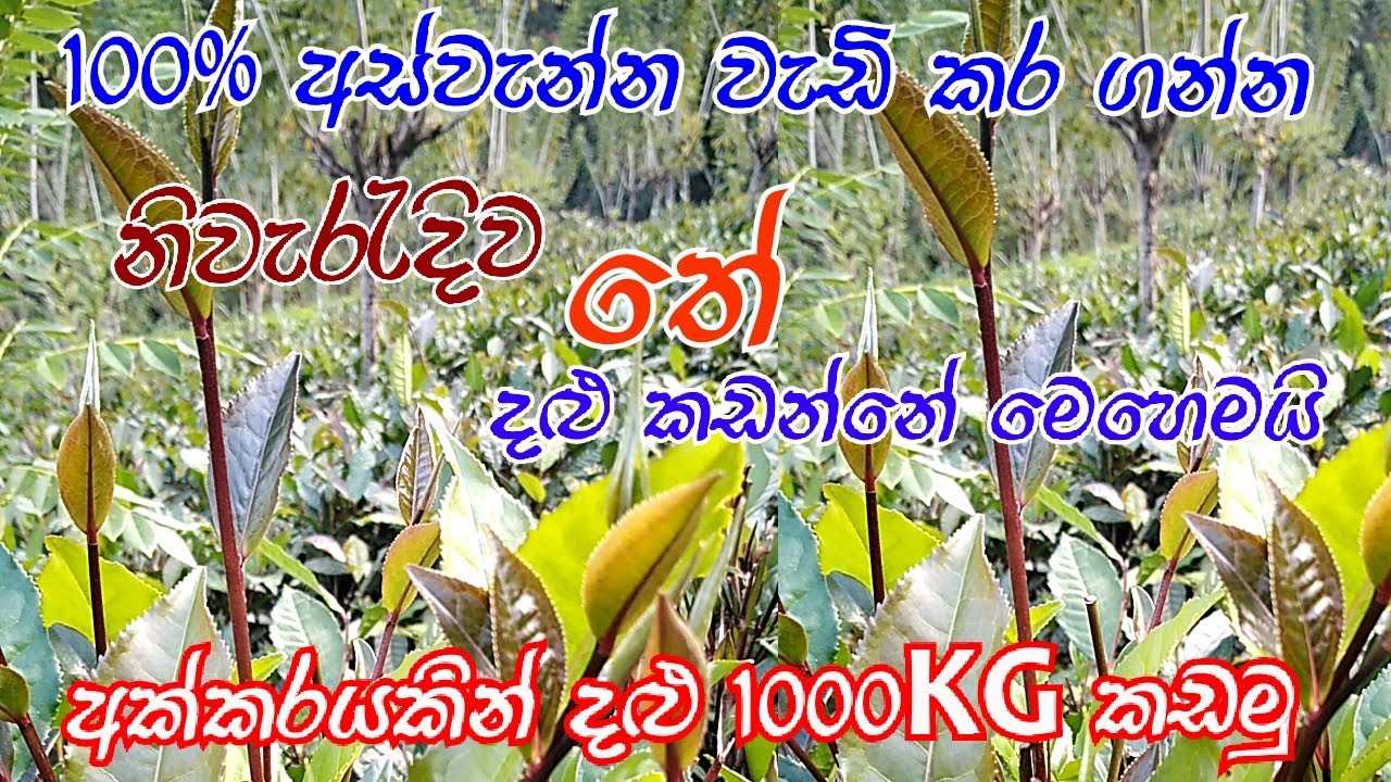 තේ දළු නෙලිමෙන් අස්වැන්න  වැඩි කර ගන්නේ මෙහෙමයි නිවැරැදිව තේ දළු නෙලමුProper picking of tea leaves❤