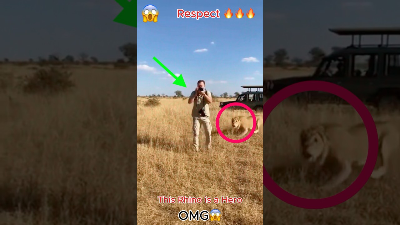 Lion attack!😱Rhino Save Man at Last Second! 
