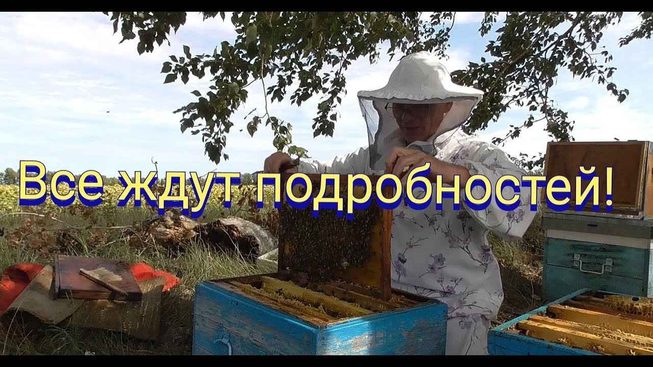 Поздний рой  развитие ,кормовые запасы к осени без помощи пчеловода.