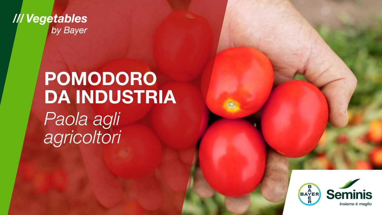 Pomodoro da industria Seminis: parola agli aricoltori! /// Seminis by Bayer