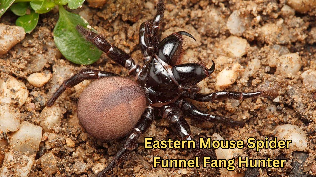 Eastern Mouse Spider: The Funnel Fang Hunter of Australia
