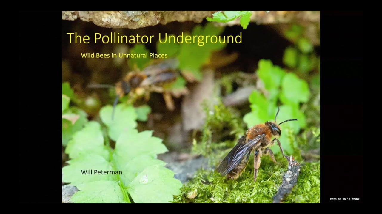 The Pollinator Underground
