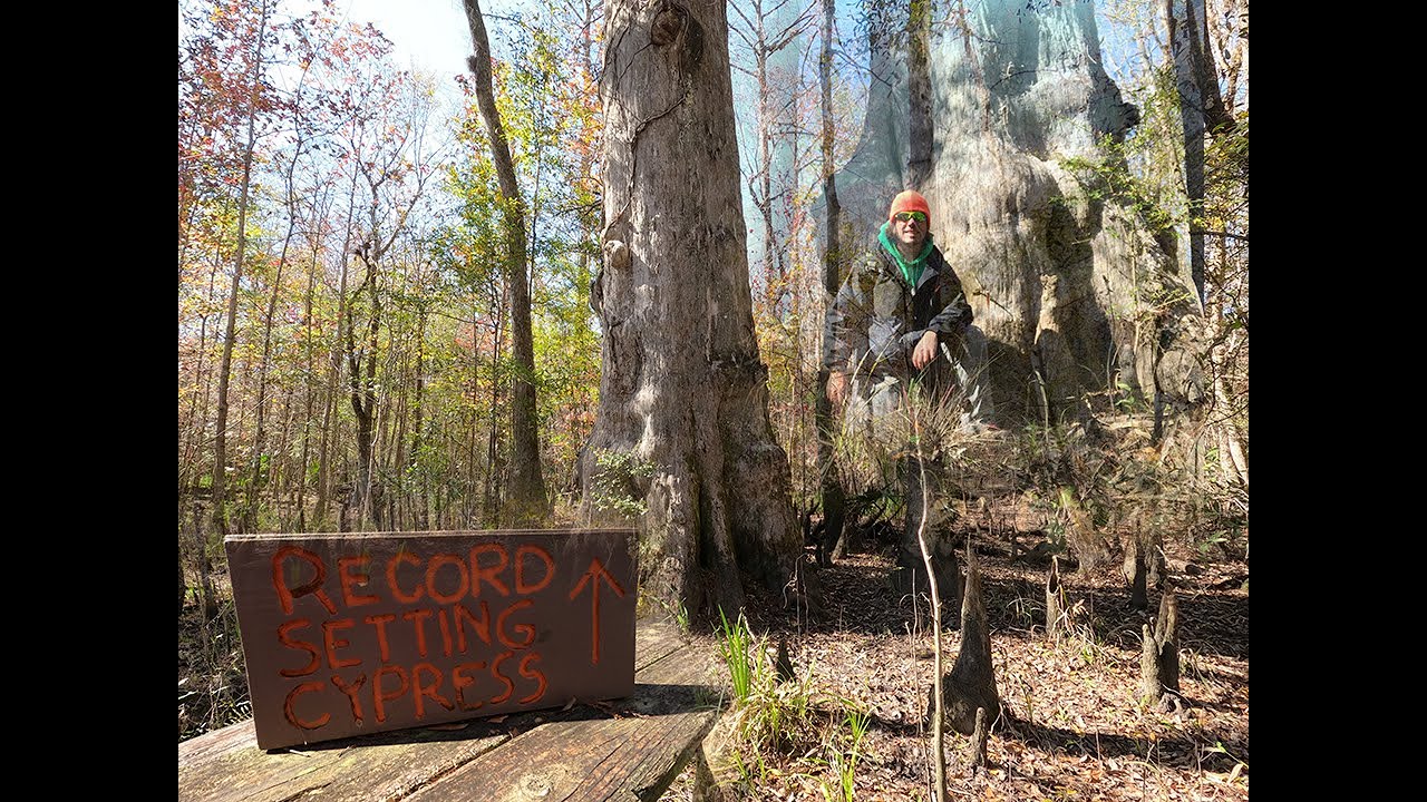 Florida's 7th Largest Cypress Tree