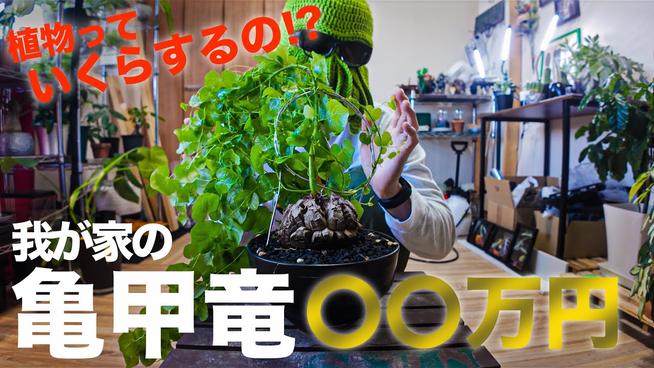 植物のお値段知ってますか！？【観葉植物/塊根植物/多肉植物】