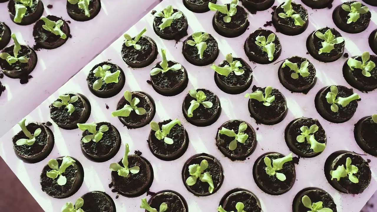 Mārupes salātu siltumnīca