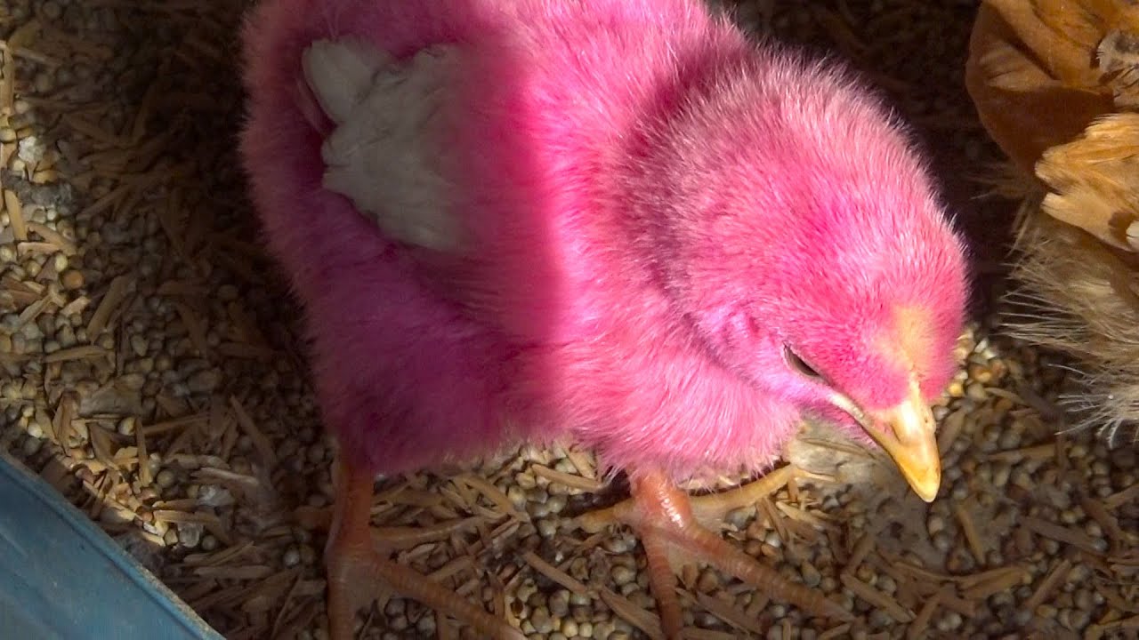 How to Take Care of a Baby Chick at Home | Young Chicks Need to Be Close to Water and Food All Times