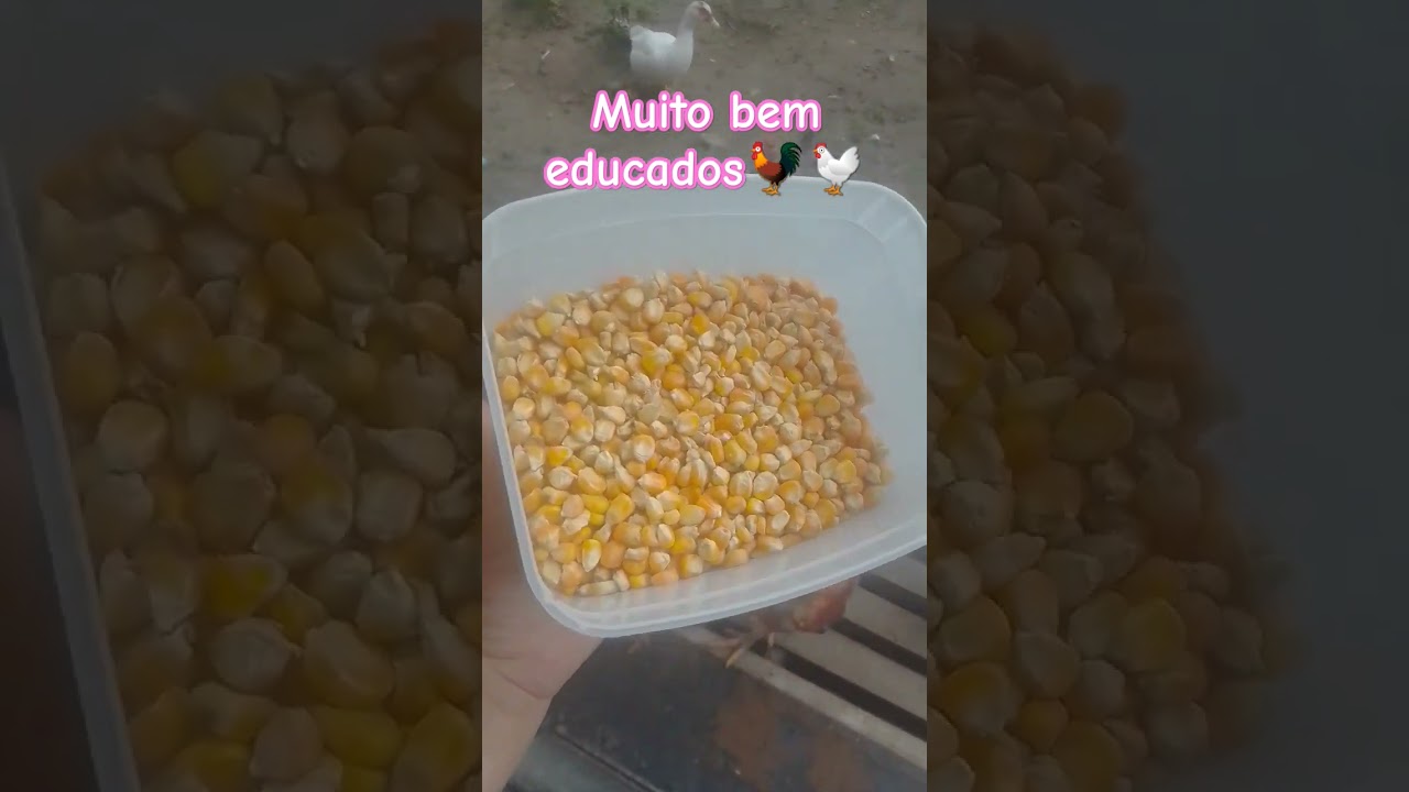 #criacaodegalinha #chicken
