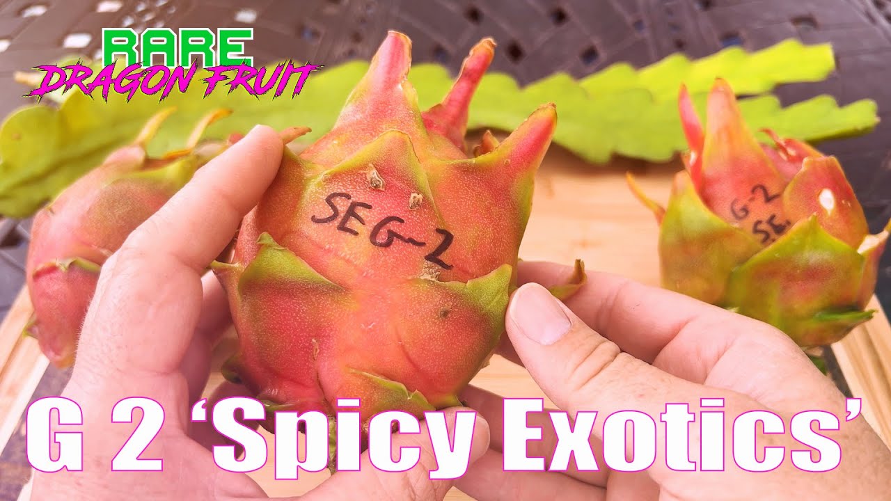 G 2 'Spicy Exotics’ TASTE and REVIEW / SINGLE SPINE and Heart Shaped Ribs / Guess the BRIX?