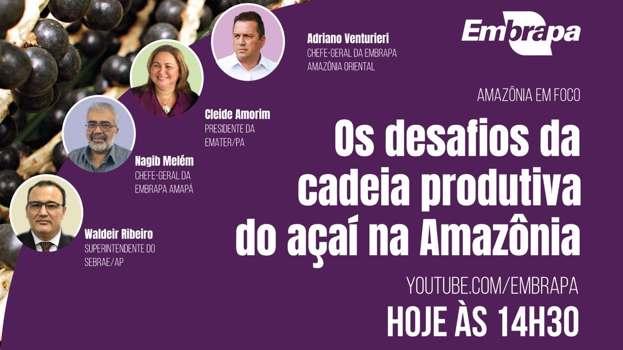 Amazônia em Foco: Os desafios da cadeira produtiva do açaí na Amazônia
