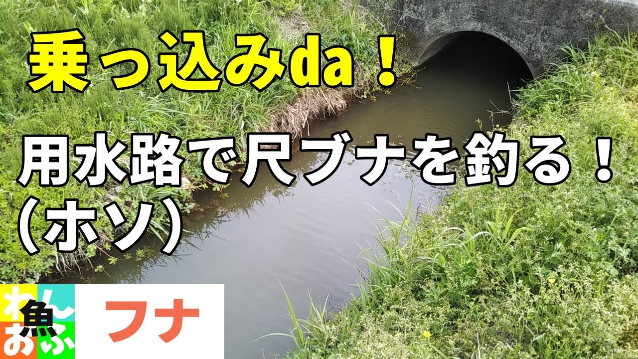 たまらん！ホソ(用水路)で乗っ込み期の尺マブナ釣り。【春のフナ釣り】Japanese crucian carp fishing spring 2021
