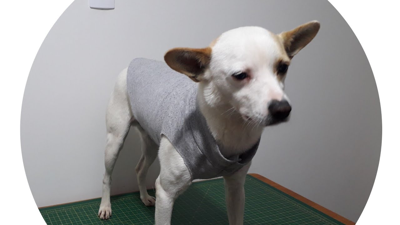 Roupa pro seu pet com blusa moleton velho.
