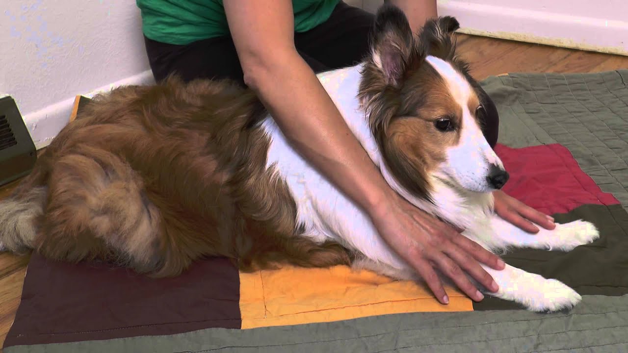 Dog with arthritis massage technique