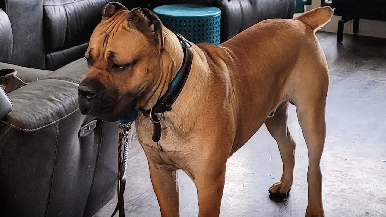 The biggest Cane Corso I have ever produced