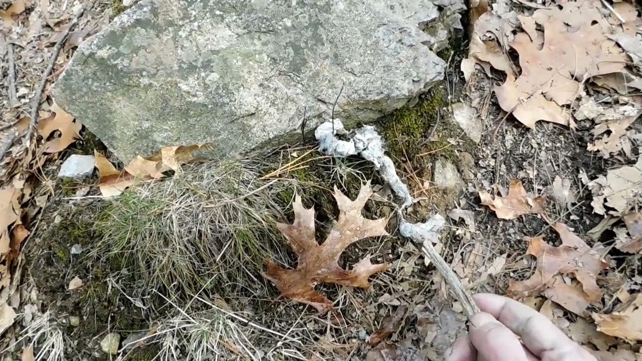 coyote scat  With Trapper Jack