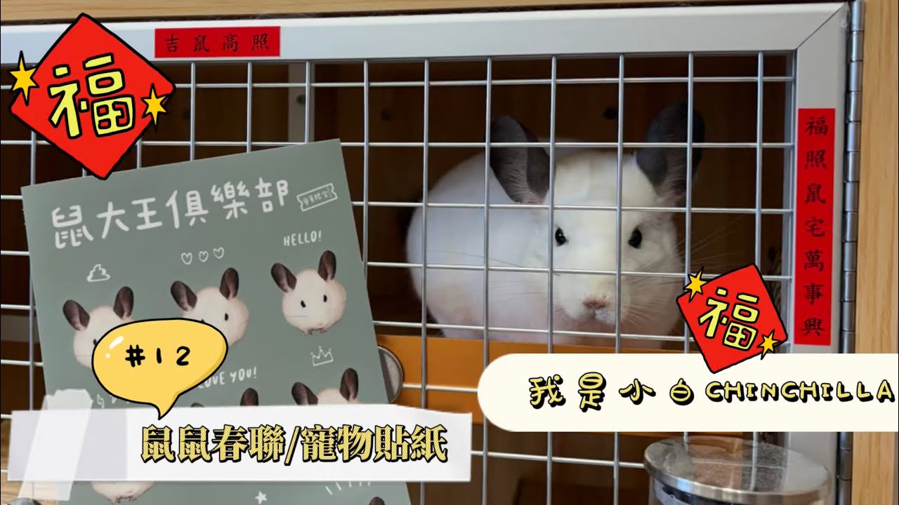 「小白」𝟏𝟐｜鼠鼠春聯/客製化寵物貼紙 #龍貓怎麼養 